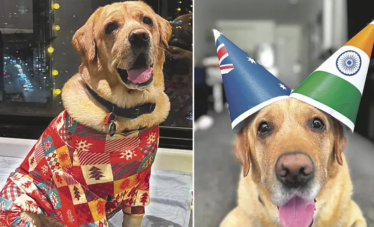 ఓ పెంపుడు కుక్క కథ..  