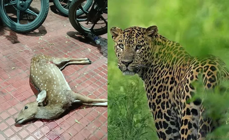 Chetah Roaming At Tirumala Alipiri