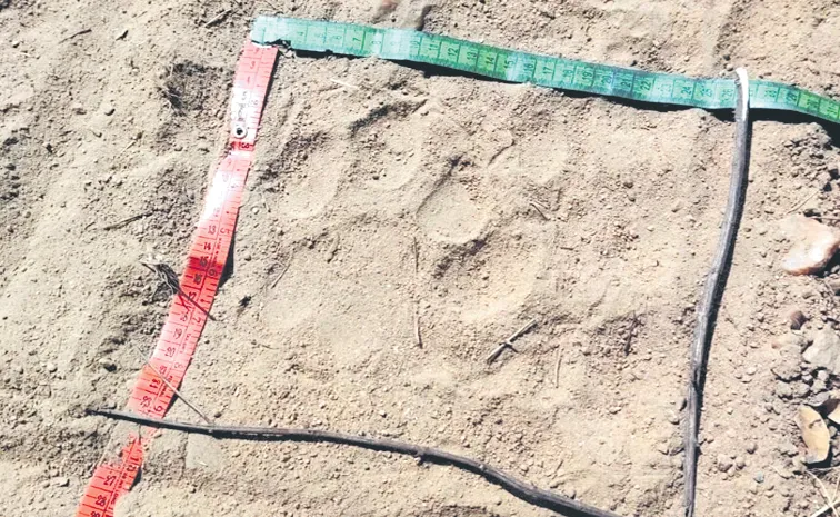 కమ్మర్‌పల్లిలో పులి అడుగులు