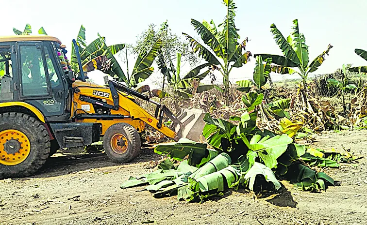 నేలవాలిన అరటి ధర