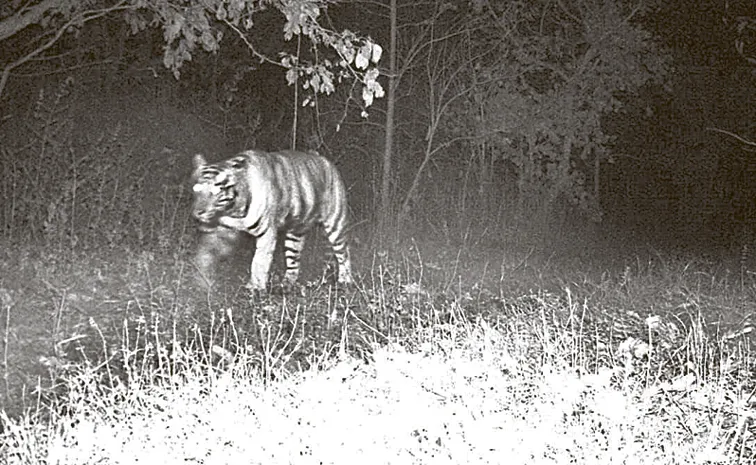 Tiger Spotted In Nizamabad District: Telangana