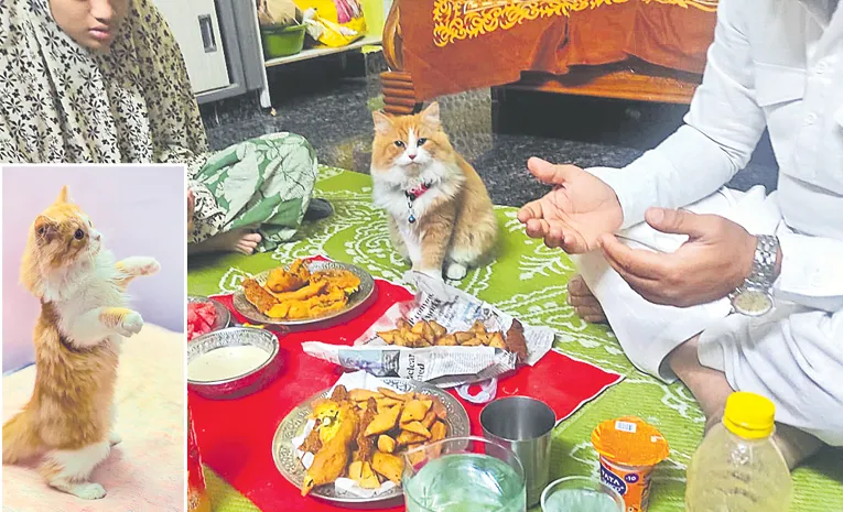 pet cat follows ramadan fast surprises locals 6