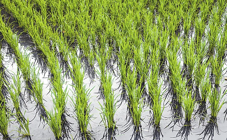 Sagubadi: Weed management in rice established by different methods1