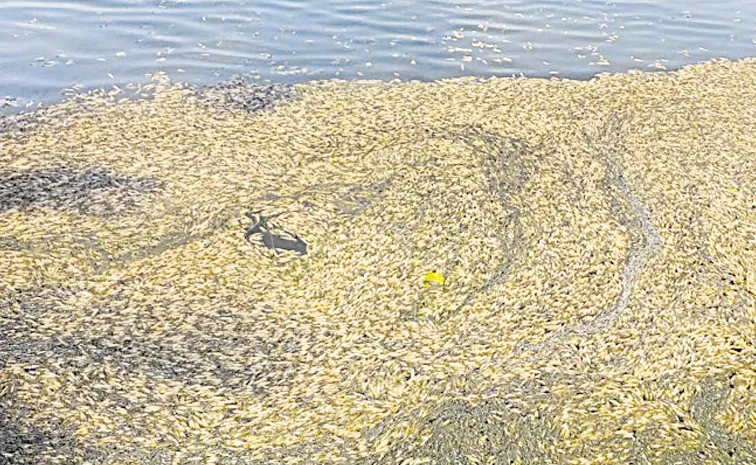 Farmers alleging that poisoning was done in shrimp ponds in West Godavari district