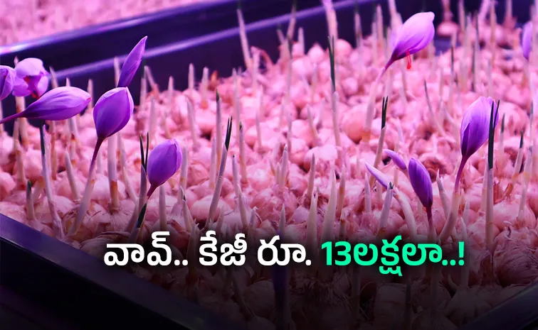  punjab indoor saffron farmin gaeroponics