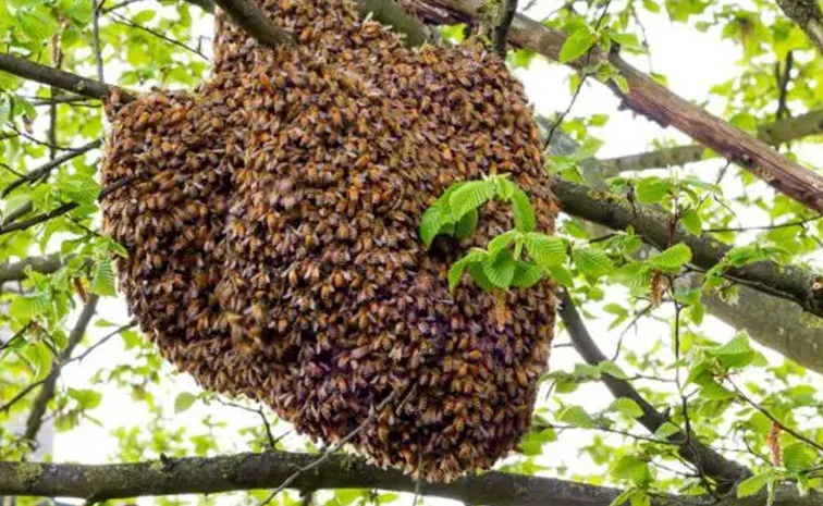Bee Attack on Employment Guarantee Workers In Kakinada District