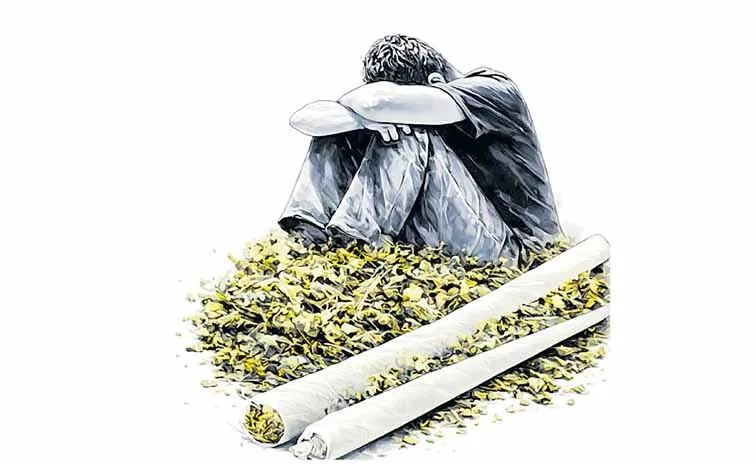 Marijuana leaves are widely available in the form of chocolates