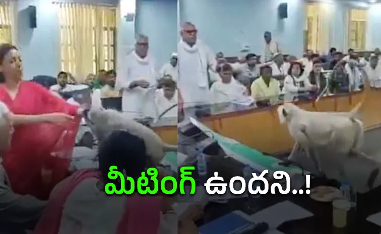 మీటింగ్‌లో అనుకోని అతిథి.. అవాక్కైన అధికారులు 