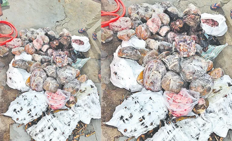 1000 kg Rotten Meat Seized Mangalhat Police Raid