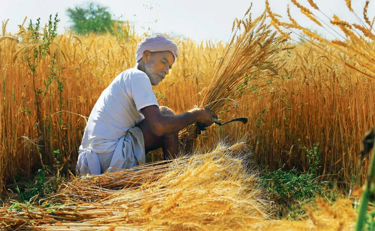 Delhi Resumes Wheat Procurement After Four Year Gap Benefiting 21000 Farmers1