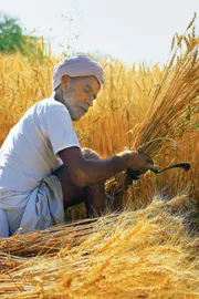 Delhi Resumes Wheat Procurement After Four Year Gap Benefiting 21000 Farmers