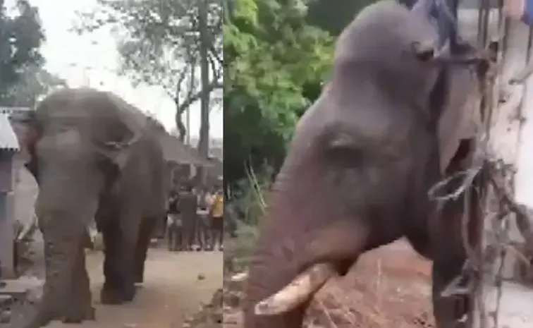 Wild Elephant Disrupts Bengal Polls