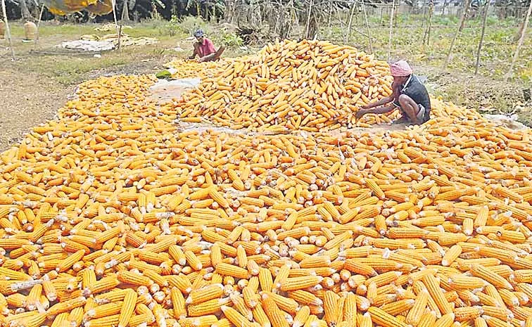 Maize farmers in trouble due to lack of support price