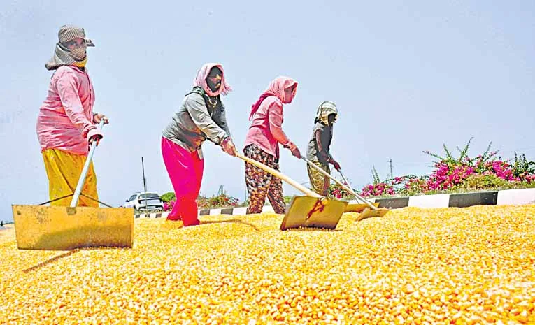 Markfed is buying only 26 quintals of crop per acre