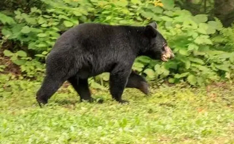 Bear Attack On Farmer In Kamareddy District