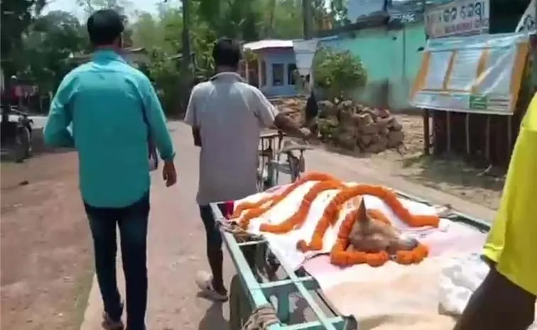 Stray Dog KaliFights Venomous Snake, Saves 30 Children In Odisha