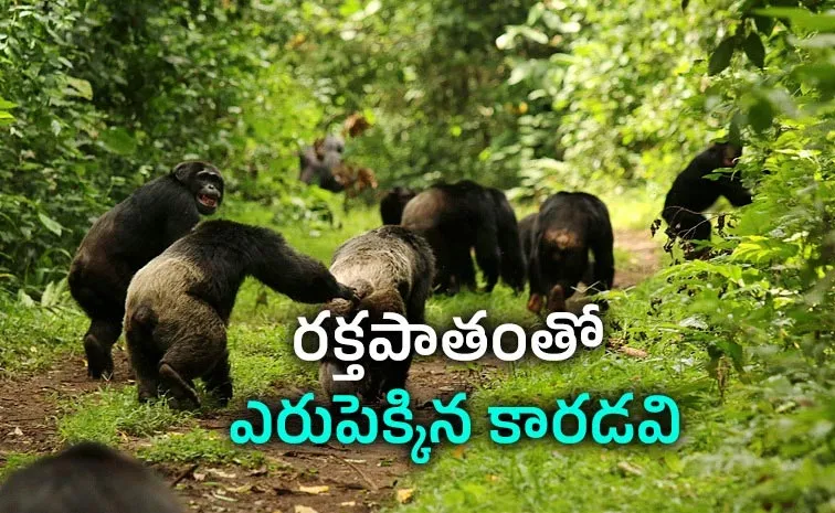 ఇలాంటి ఓ అంతర్యుద్ధం జరుగుతోందని తెలుసా?