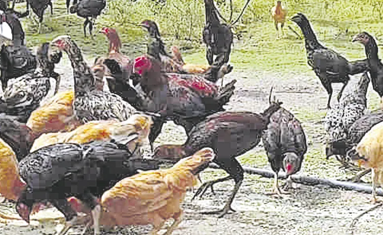 Poultry Scheme for Tribal Livelihoods Faces Setbacks: Andhra Pradesh