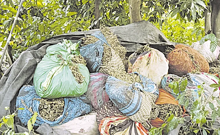 749 Kg Drugs Recovered in Alluri District