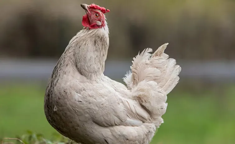 Chickens in Prams China's Bizarre New Pet Trend