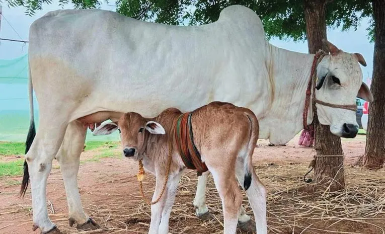 పోలీసులారా.. ఇదేం పని? 