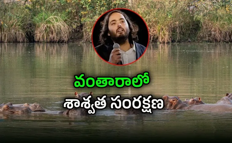 'ఆ 80 హిప్పోలను చంపకండి': అనంత్ అంబానీ లేఖ
