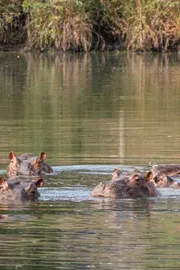 Anant Ambani Appeals To Colombia To Save 80 Hippos