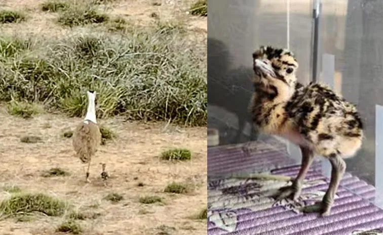 Mystery Of The Missing Great Indian Bustard Chick