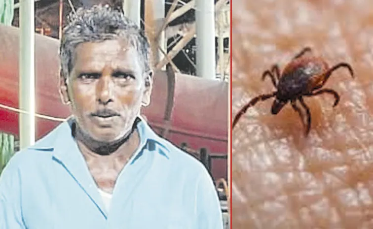Scrub Typhus Kills Man in Andhra Pradesh