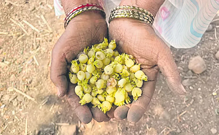 ఇప్పసారా..  రెండు అంచుల కత్తి!