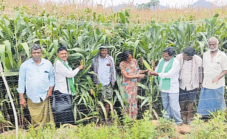 నకిలీ విత్తు.. రైతు చిత్తు