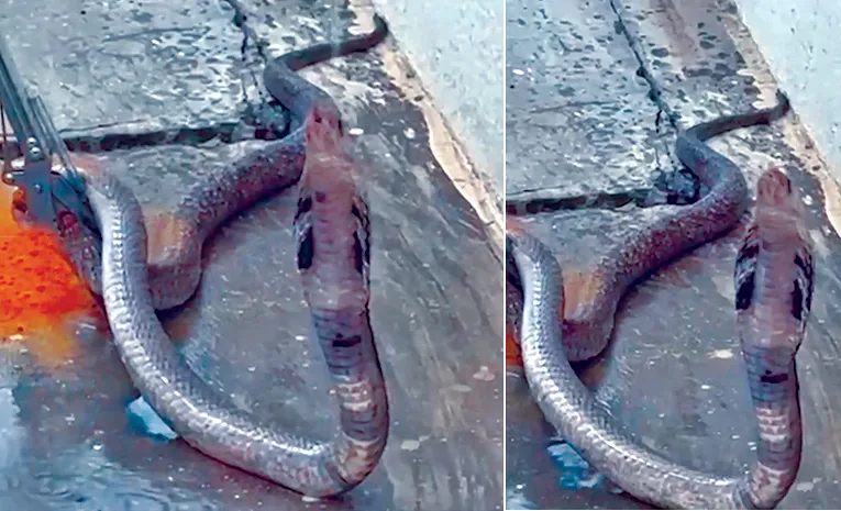 నాగుపాముకు నీళ్లు తాగించి..!