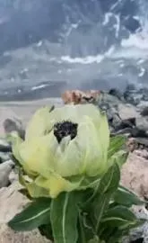 Flower That Blooms Once In 8 Years And Survives Cold Above 10000 Feet