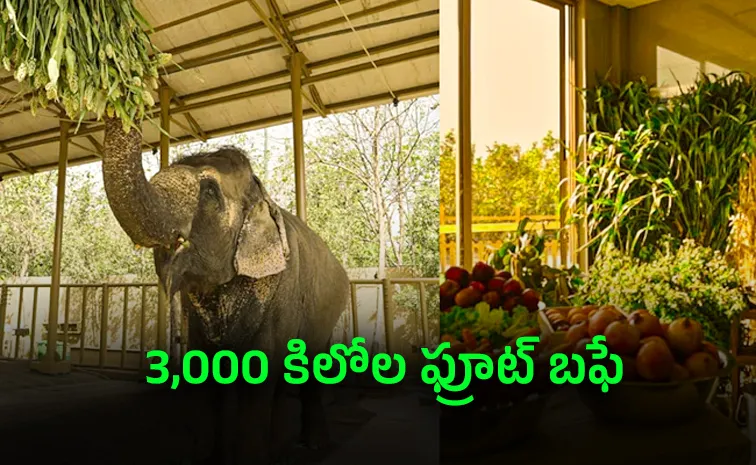 అనంత్ అంబానీ బర్త్‌డే స్పెషల్‌.. గజరాజులకు విందు..