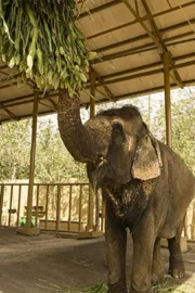 Anant Ambani Birthday Celebrations 3000 Kg Fruit Buffet for Elephants