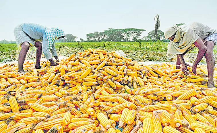 Maize farmers worry in Telangana