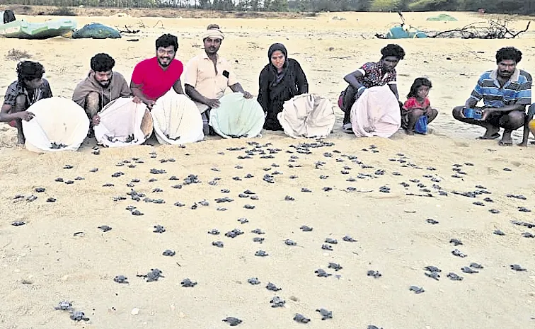 Andhra Forest Department launches olive ridley turtle awareness drive