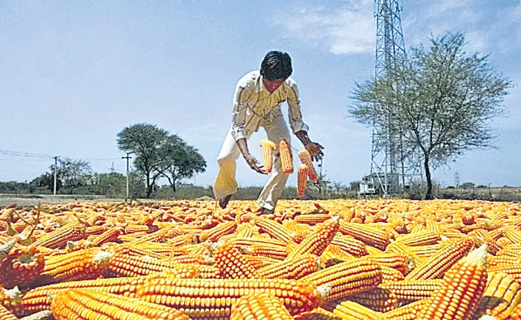 Corn Farmers Crops Markfed MD Transfer