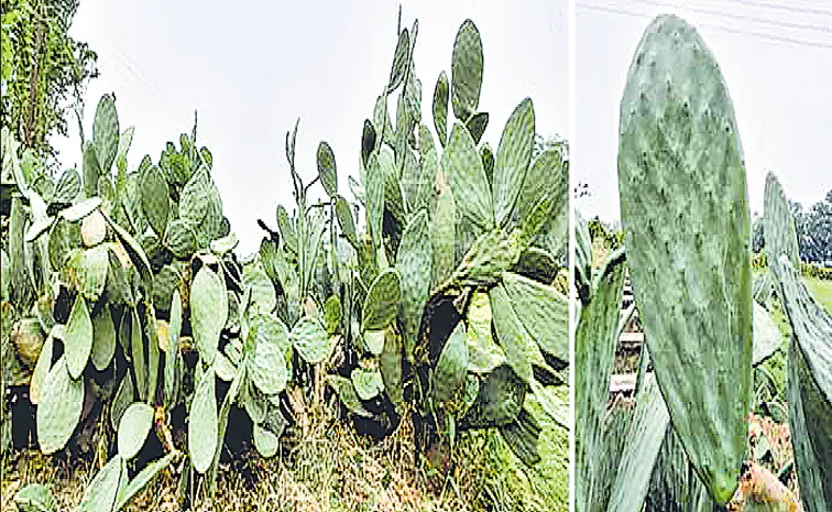 Spineless cactus as a fodder crop better in summer