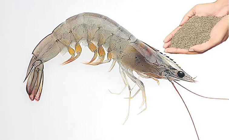 Shrimp feed prices have increased Chandrababu govt behind the increase