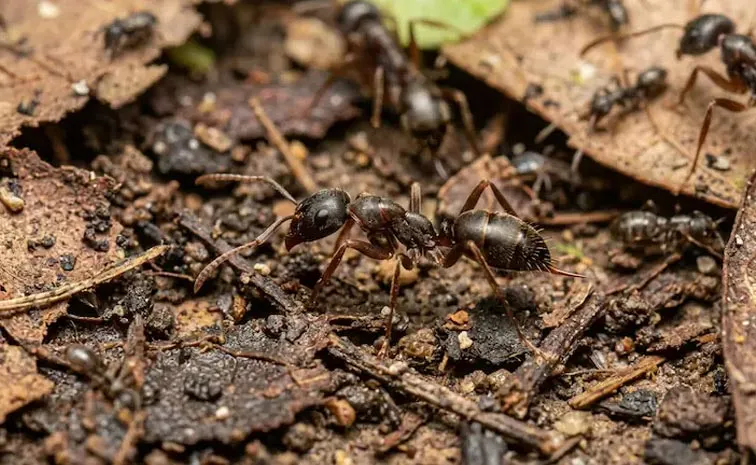 Venomous Asian Needle Ant Prompts Scare In US