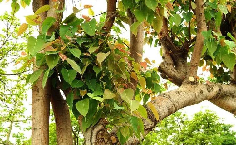 కలియుగ కల్పవృక్షం 'రావిచెట్టు'