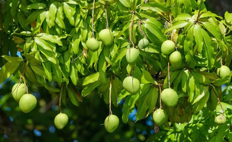 Sagubadi: Wild Mango Herb Uses Benefits Cures Side Effects 