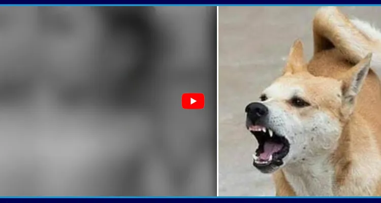 బాలుడిపై వీధి కుక్కల దాడి