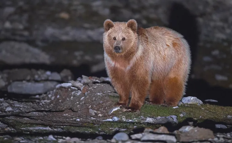 Rare Himalayan brown bear spotted in Kinnaur