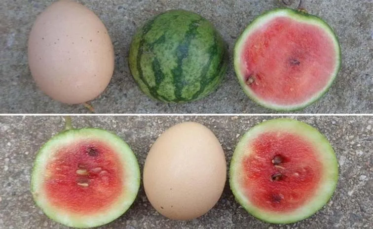 Watermelons in the size of a chicken egg