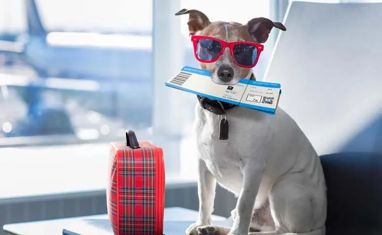 Travelling Tips: Guidelines for Travelling with Pets