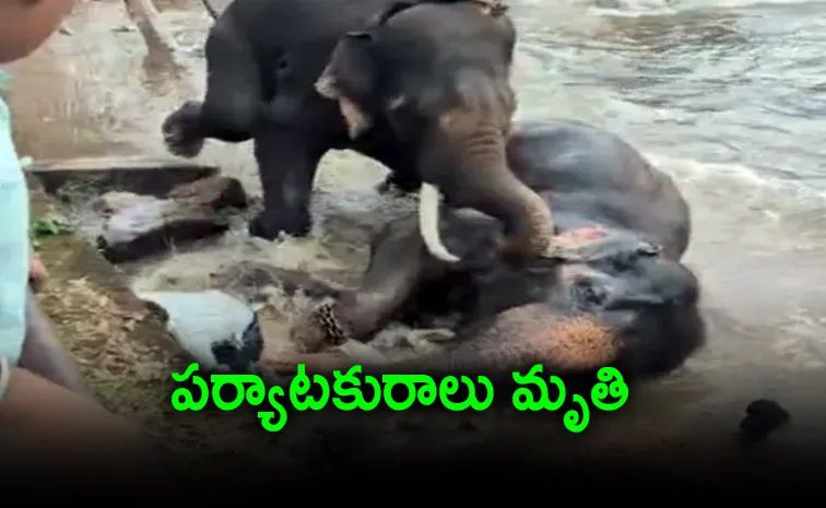  tourist trampled under two fighting elephants at karnataka