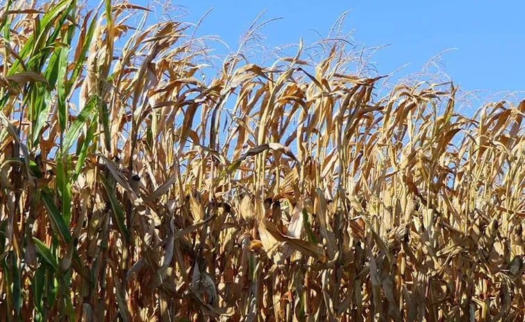 El Nino ICAR scientists warn of severe Crop Yields global impact1