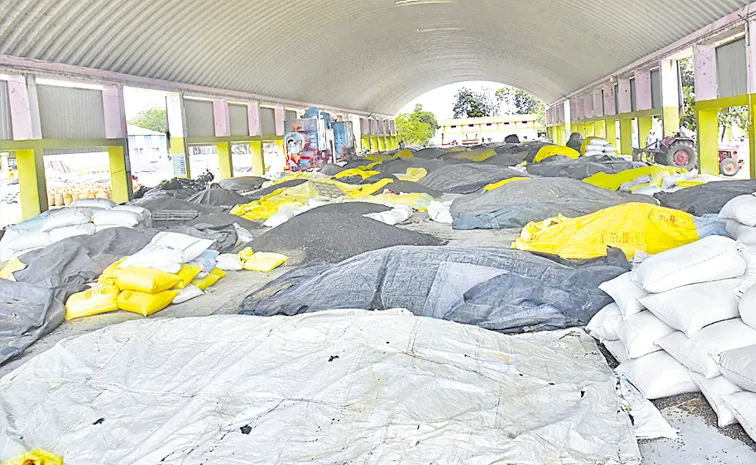 Sunflower purchases stalled in the market yard for 50 days